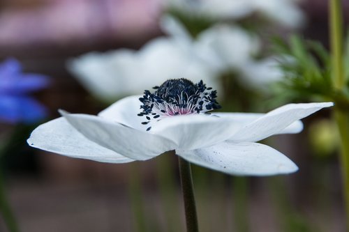 anemone  flower  blossom