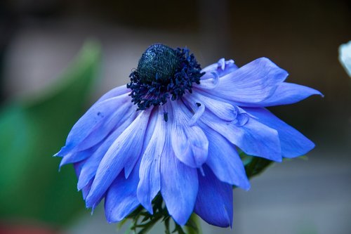 anemone  flower  blossom