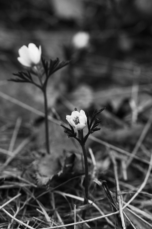 anemone  white  flowers