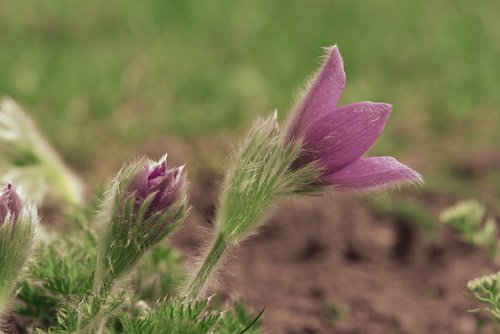 anemone  flower  flowers