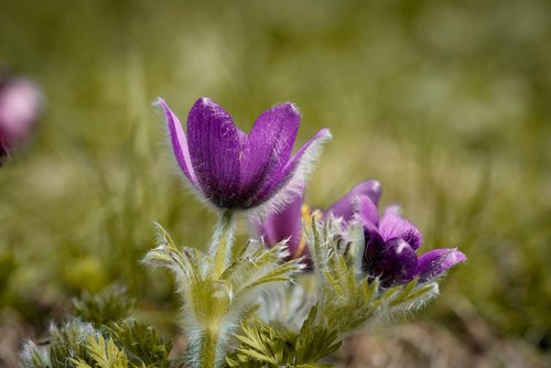 anemone  flowers  purple