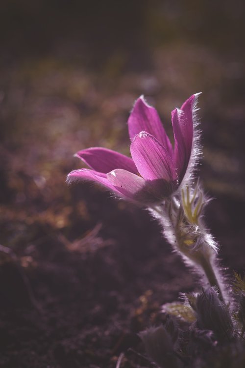 anemone  pink  purple