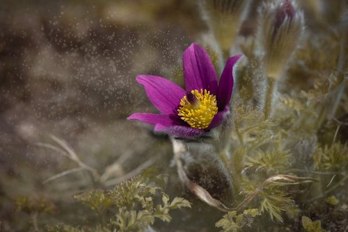 anemone  flower  blossom