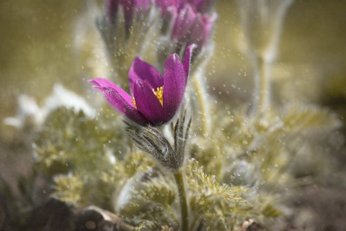 anemone  purple  violet