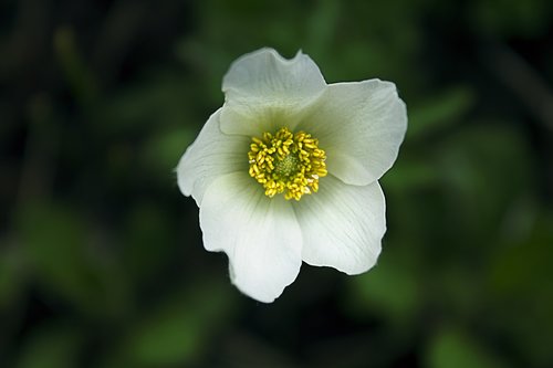 anemone  flower  blossom