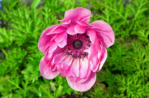 anemone  flower  pink