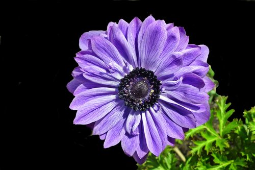 anemone  flower  blue