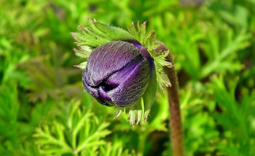 anemone  flower  bud