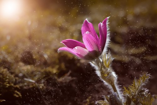 anemone  flower  blossom