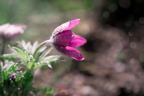 anemone  purple  flower