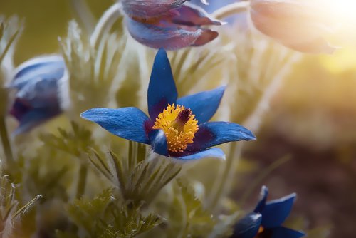 anemone  blue  spring
