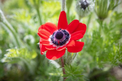 anemone  red  crown anemone