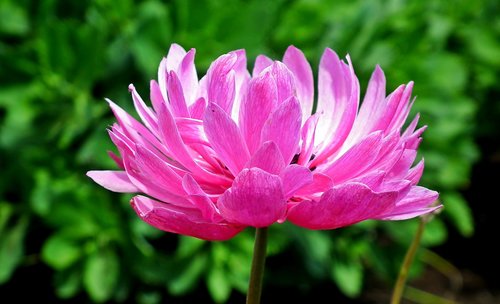 anemone  flower  blooming