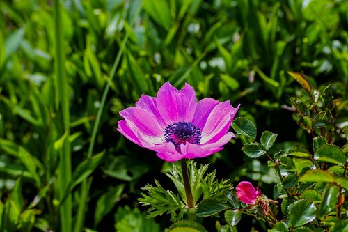 anemone  garden  spring flower