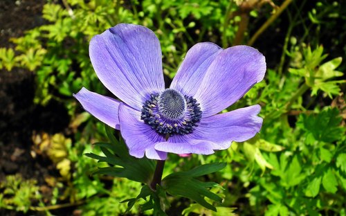anemone  flower  blue