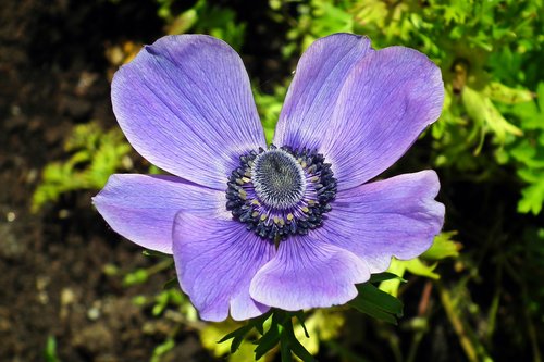 anemone  flower  spring