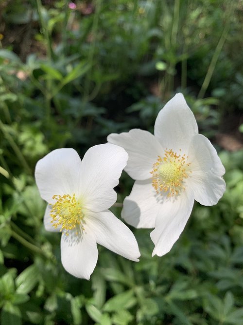 anemone  ranunculaceae  white