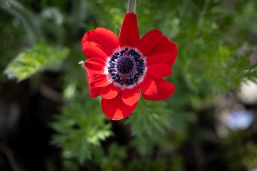 anemone  red  flower