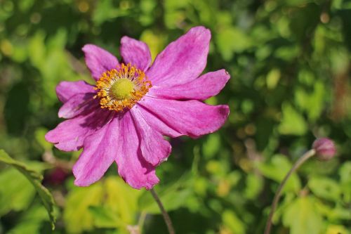 anemone fall anemone garden plant