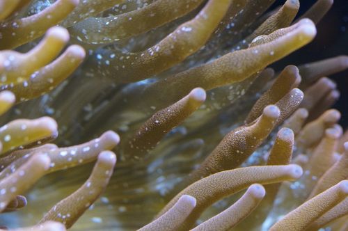 anemone sea anemone coral