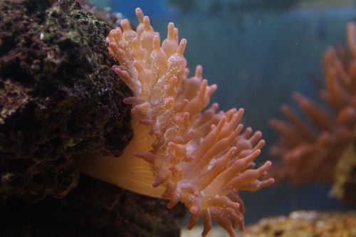 anemone sea anemone creature
