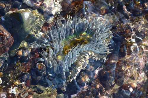 anemone ocean sea