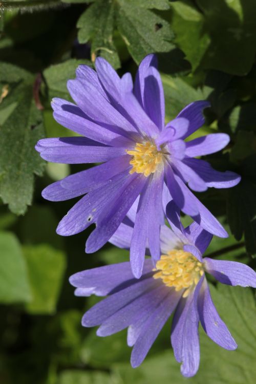 anemone blossom bloom