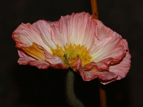 anemone blossom bloom