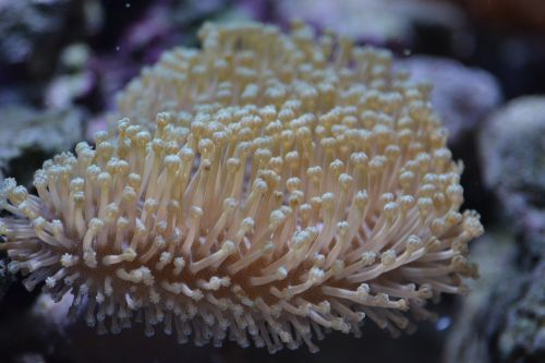 anemone fish sea