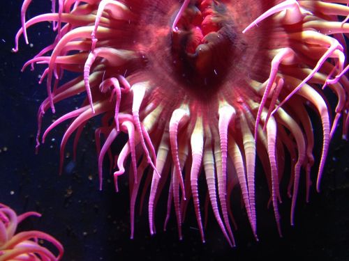 anemone aquarium pink