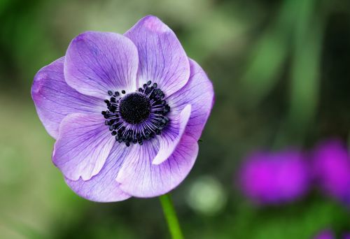 anemone flower nature