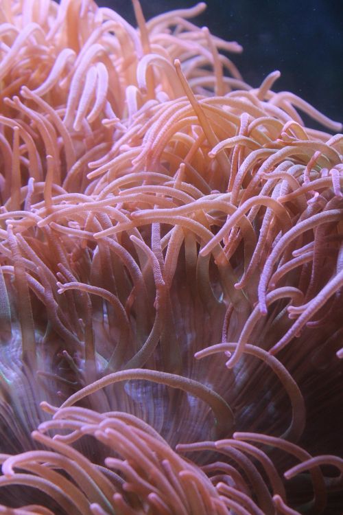 anemone underwater aquarium