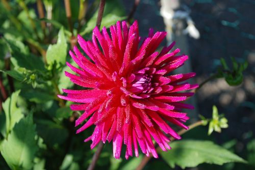 anemone flower blossom