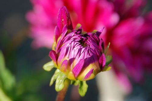 anemone flower bud