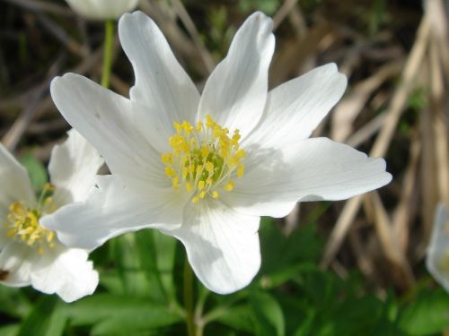 anemone flower bloom