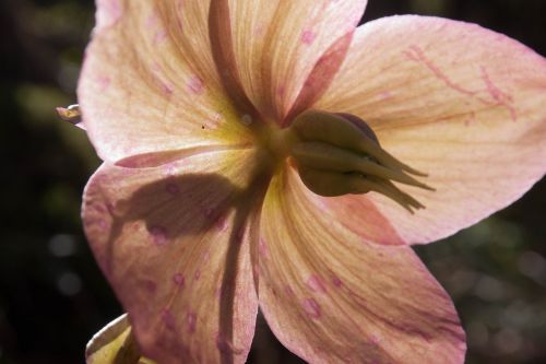 anemone blanda spring flower