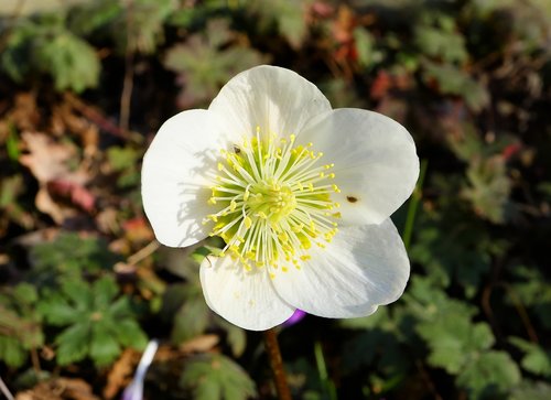 anemone blanda  christmas rose  winterblueher