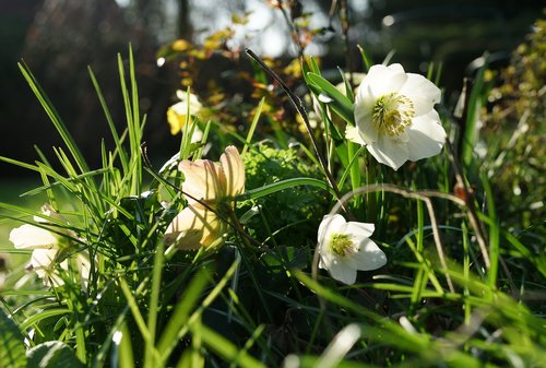 anemone blanda  christmas rose  winterblueher