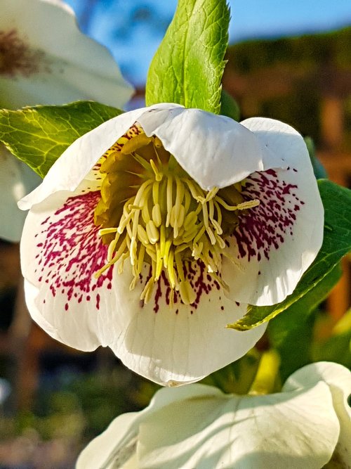 anemone blanda  christmas rose  flower