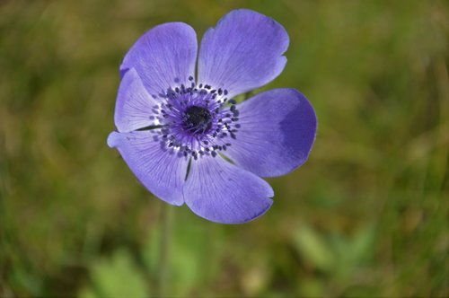 anemone coronaria  flower  spring