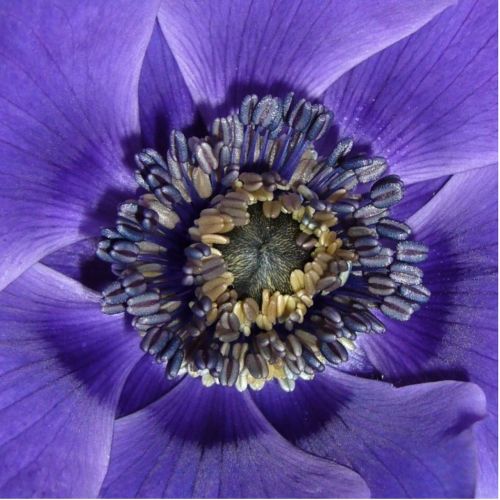 anemone de caen macro photography close up stamens