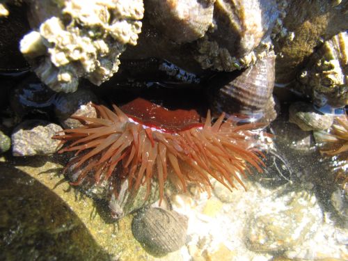 Red Sea Anemone