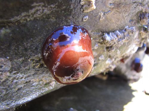 Sea ​​anemone