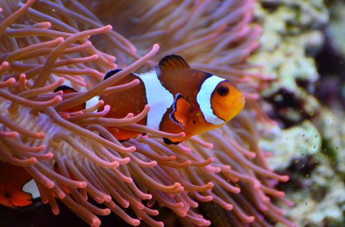 anemone fish clown fish aquarium