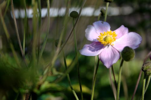 anemone hupehensis blossom bloom