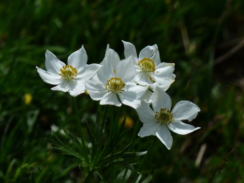 anemone narcissiflora flowers white