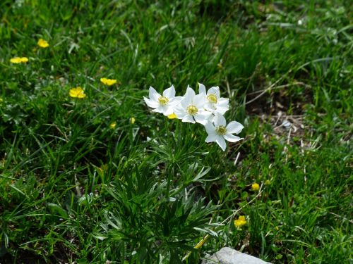 anemone narcissiflora flowers white