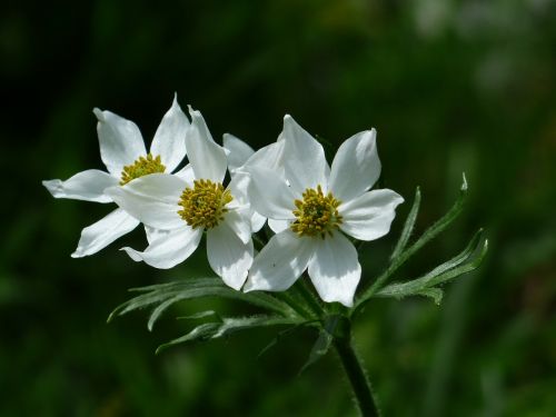 anemone narcissiflora flowers white