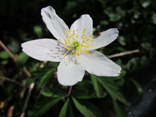 anemone nemorosa wood anemone windflower
