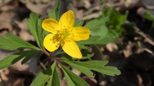 anemone ranunculoides  anemone  pryskyřníkovité